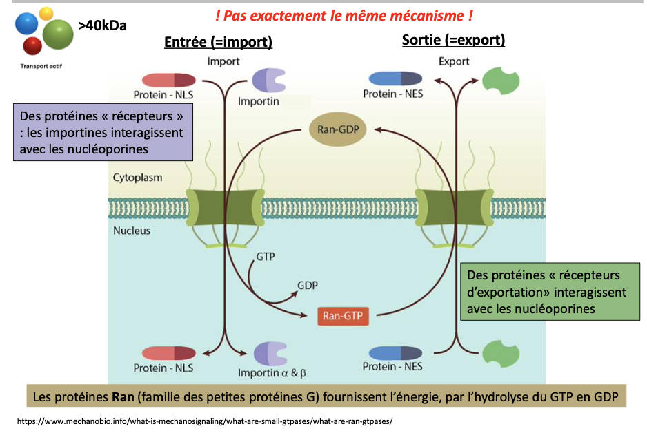<ol><li><p><strong>La protéine cargo</strong> portant un <strong>signal NLS (Nuclear Localization Signal)</strong>.</p></li><li><p><strong>Les importines (α et β)</strong> qui interagissent avec les nucléoporines.</p></li><li><p><strong>Ran-GTP</strong>, une petite GTPase, qui fournit l’énergie et permet le relargage du cargo dans le noyau.</p></li></ol><p></p>