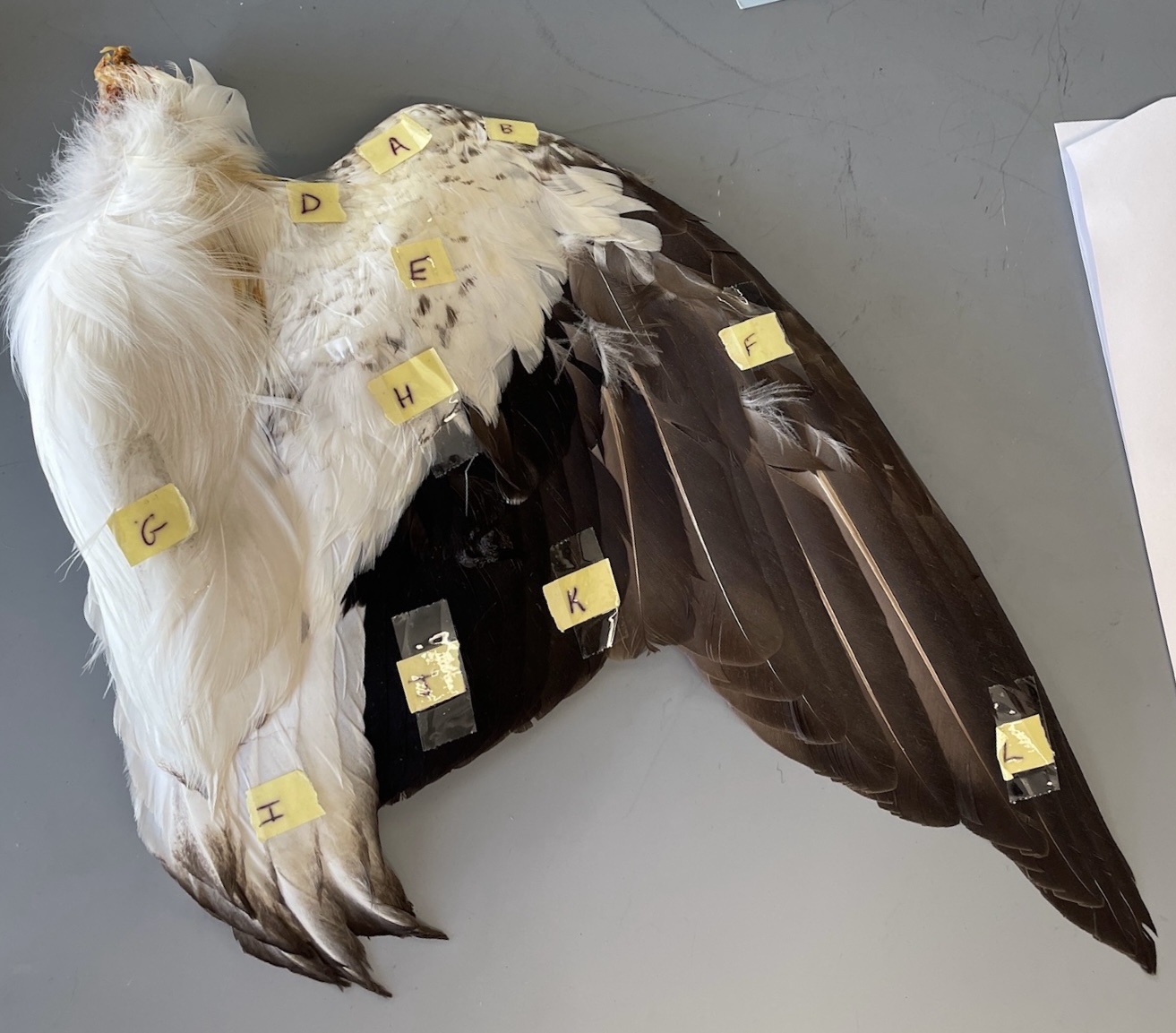 knowt flashcard image