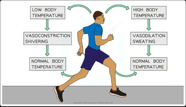 <p><strong>The control of the internal </strong><span><strong>environment</strong></span><strong> in order to keep conditions</strong> within required limits. The optimum human body temp is <strong>37°C</strong></p>