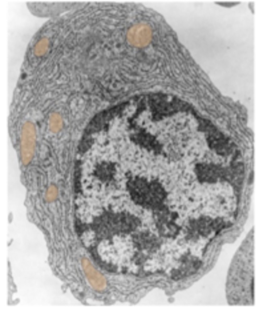 <p>Identify the specific structure</p>