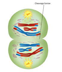 <p>cell membrane pinches in and nuclear membrane returns; new cells are haploid but double stranded</p>
