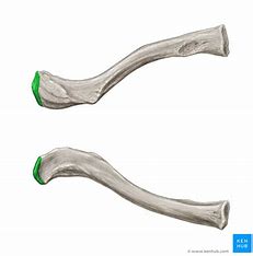 <p>What part of the clavicle is this? (lateral, curves anteriorly)</p>