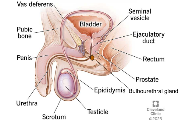 <p>The tube that transports sperm from the epididymis to the urethra.</p>