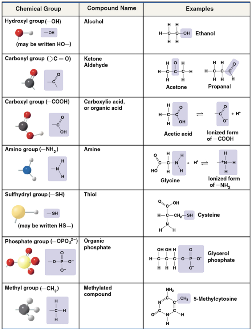 <ul><li><p>are the components of organic molecules that are most involved in chemical reactions</p><ul><li><p>The number and arrangement of functional groups give each molecule its unique properties&nbsp;</p></li></ul></li></ul><p></p>