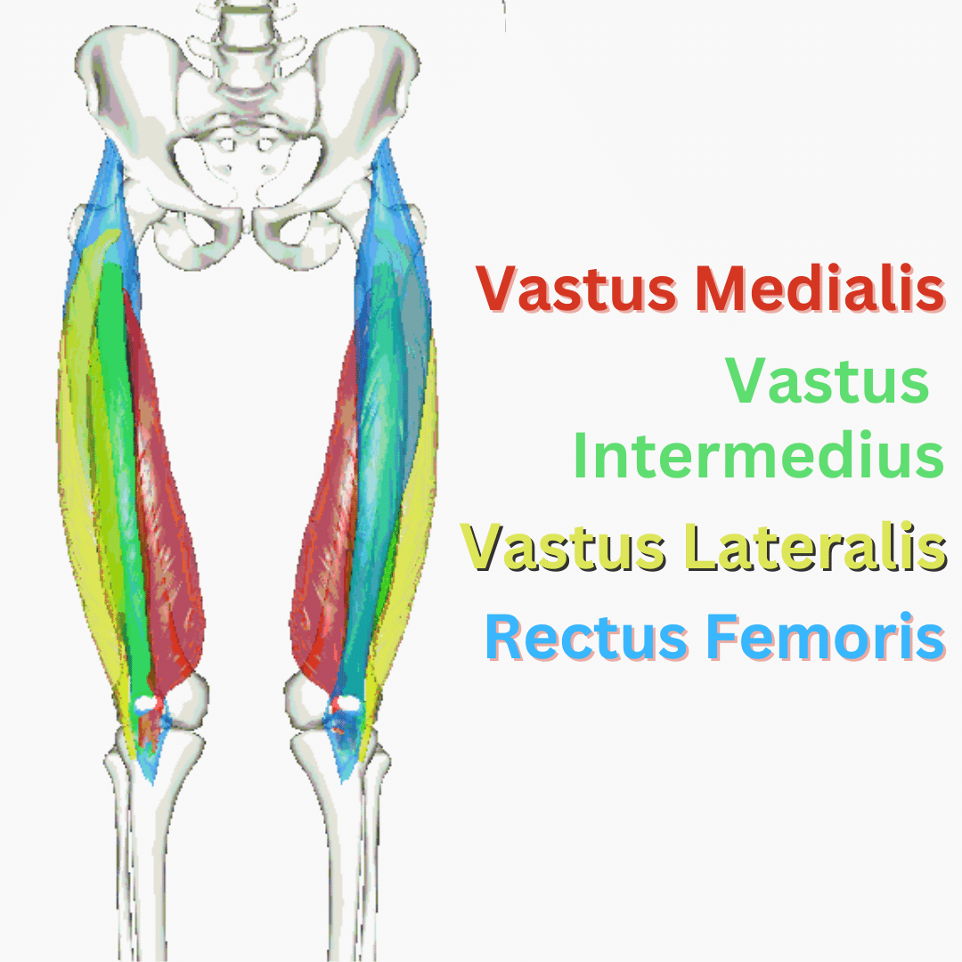 <p>Quadriceps Group</p>