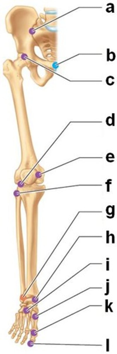 <p>freely movable</p>