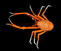 <p>type of decapod with a reduced 5th pereiopod on the throax</p><p>can dig themselves into sediements </p><p>→ hermit crabs, procelain crabs, kingcrabs, mole crabs </p>