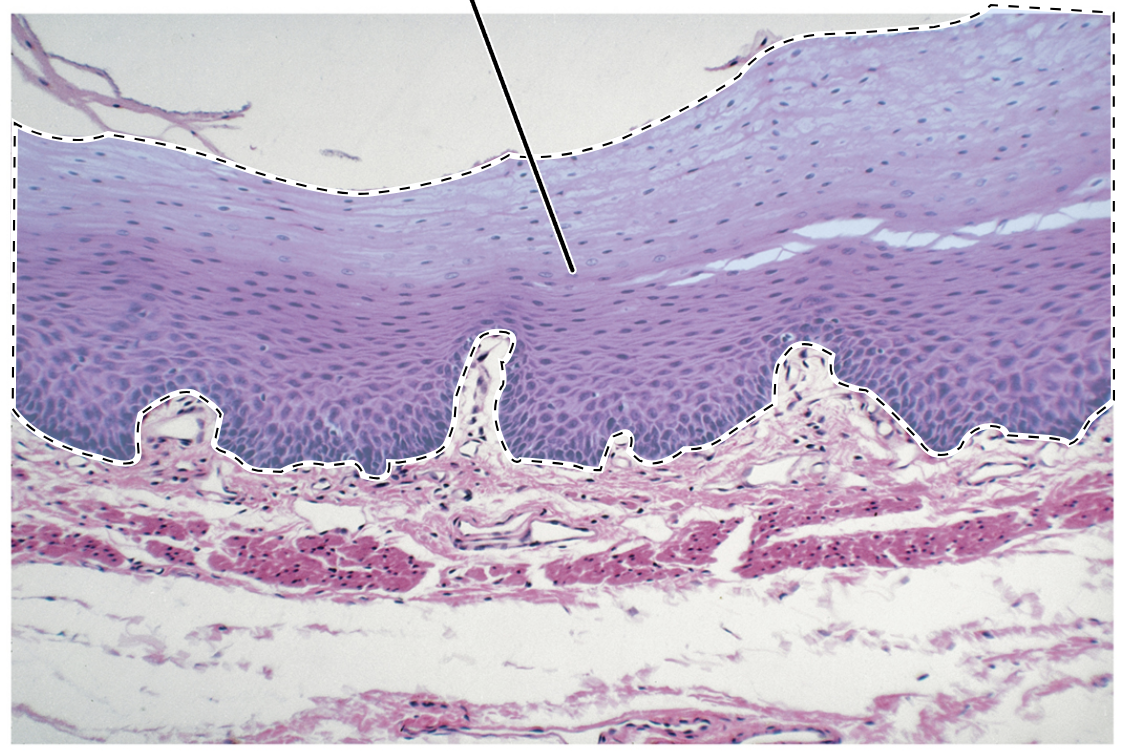 <p>Name the highlighted tissue.</p>