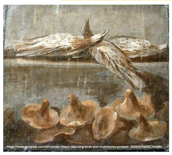 <p><strong>Oldest known </strong>mycological illustration was by the _ <strong>buried in 79 AD (eruption of Mt. Vesuvius)</strong></p>