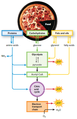 Alternative metabolic pathways.
