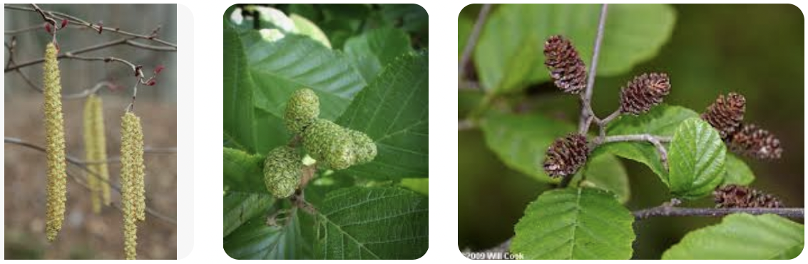 <p><em>Alnus serrulata</em></p><p>Betulaceae</p>