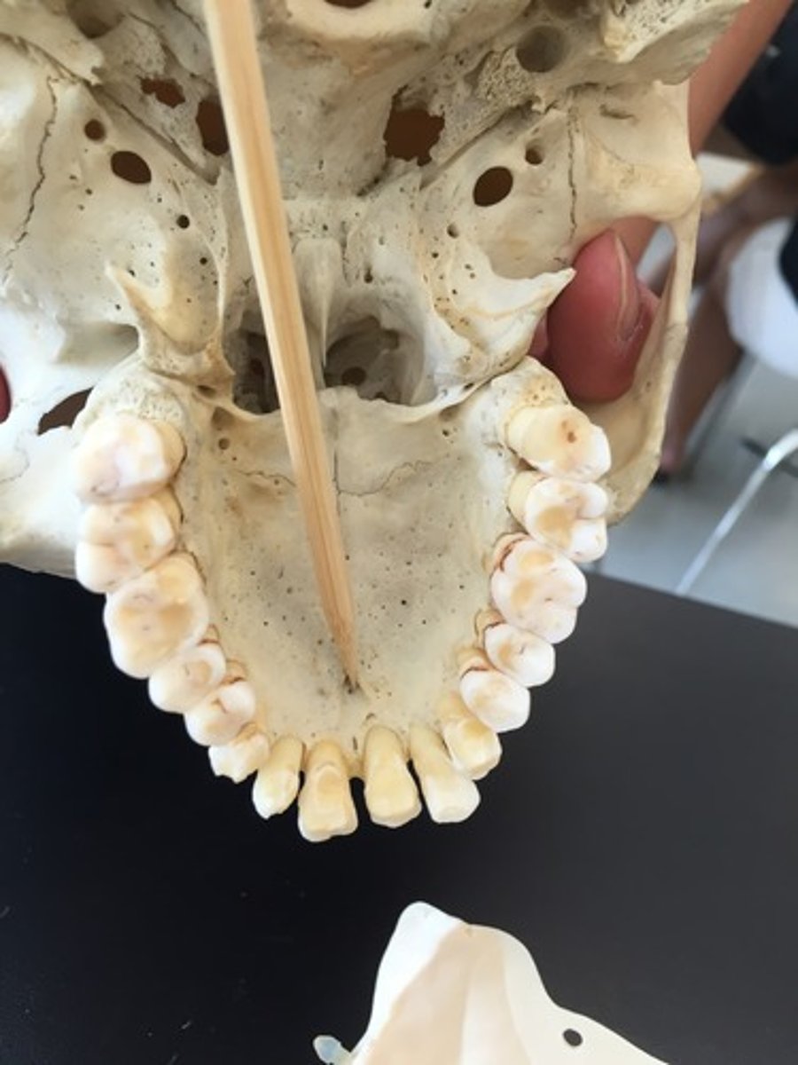 knowt flashcard image