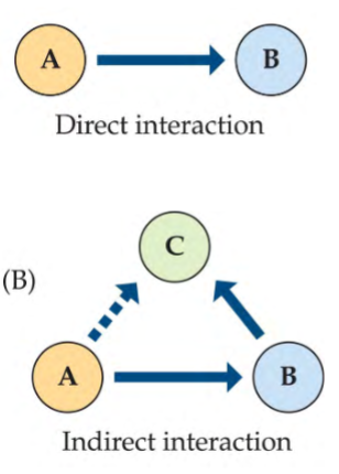 <p>direct interactions: include both trophic (i.e. predation) and non-trophic (e.g. competition) interactions</p><p>indirect interactions: relationship between 2 spp is mediated by a third (or more) spp. Affect population growth rates (i.e. survival probability or reproductive rate)</p><p>types of indirect interactions: trophic cascade, trophic facilitation</p>