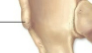 <ul><li><p>A processes for connective tissue attachment</p></li><li><p>Sharp, slender projection</p></li></ul><p></p>