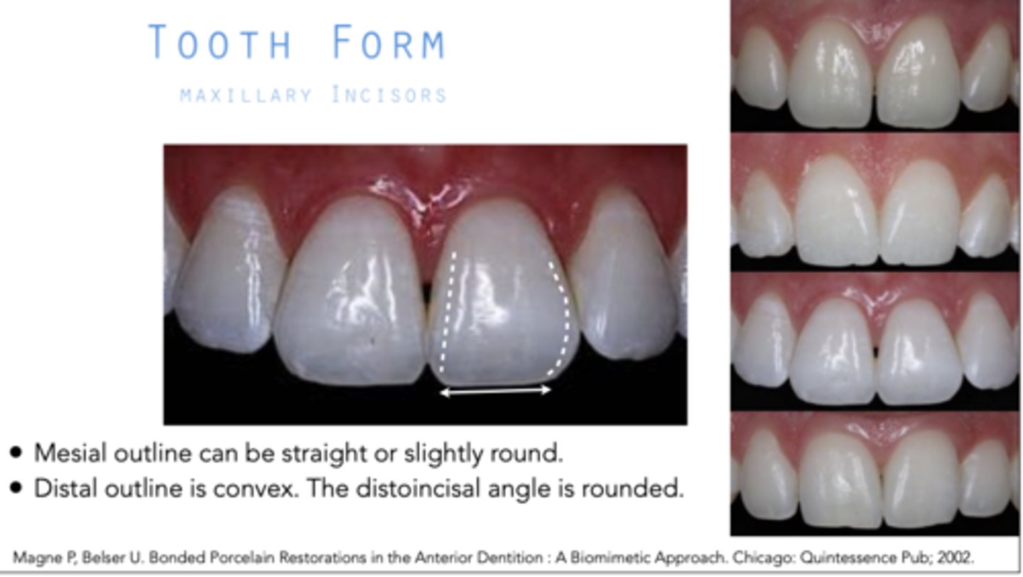 <p>straight or slightly rounded</p>