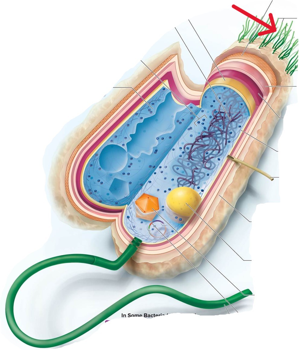 <p>Which structure of a Bacterial:</p><ul><li><p>Fine, hairlike bristles extending from the cell surface that help in adhesion to cells and surfaces</p></li></ul><p></p>