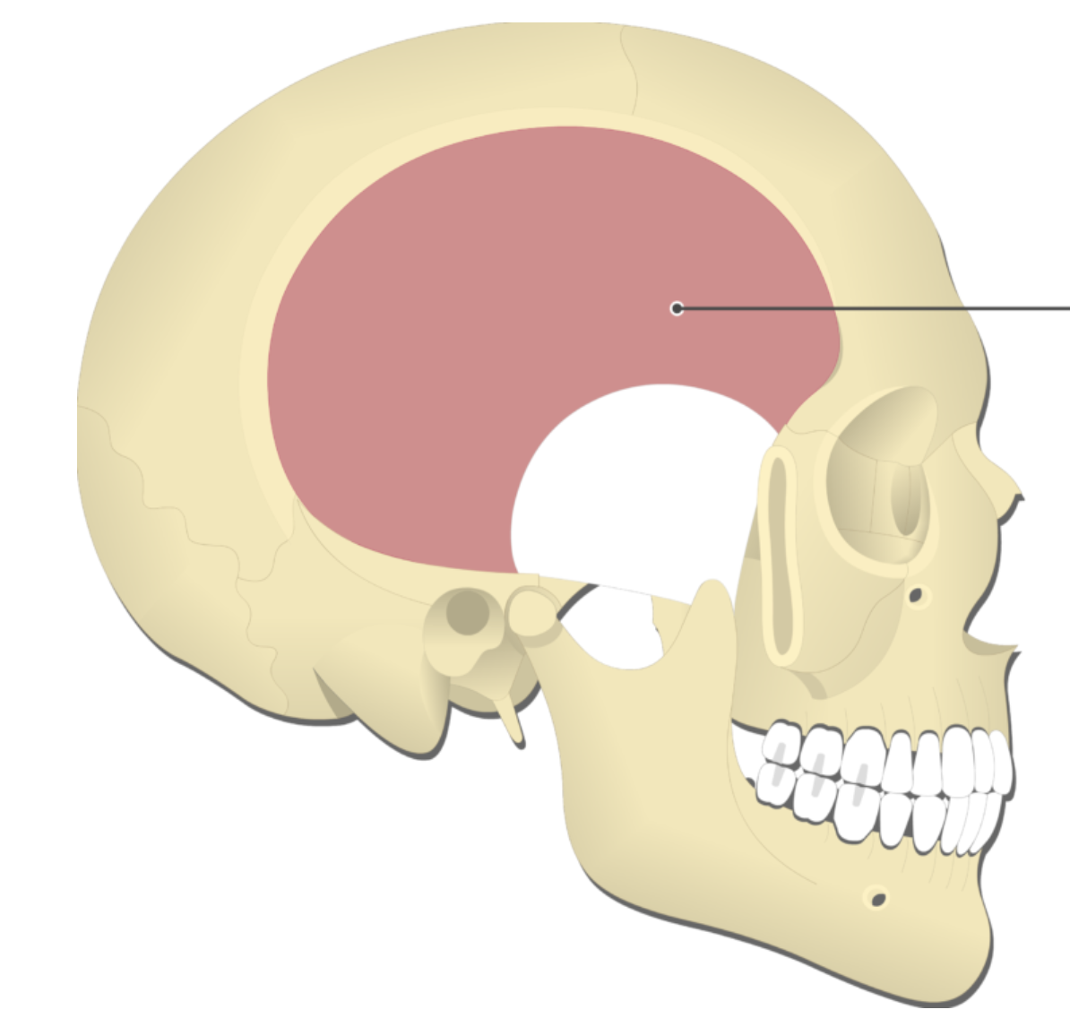 <p></p><p>origin: temporal bone</p><p>insertion: coronoid process of mandible</p><p>action: elevates mandible</p>