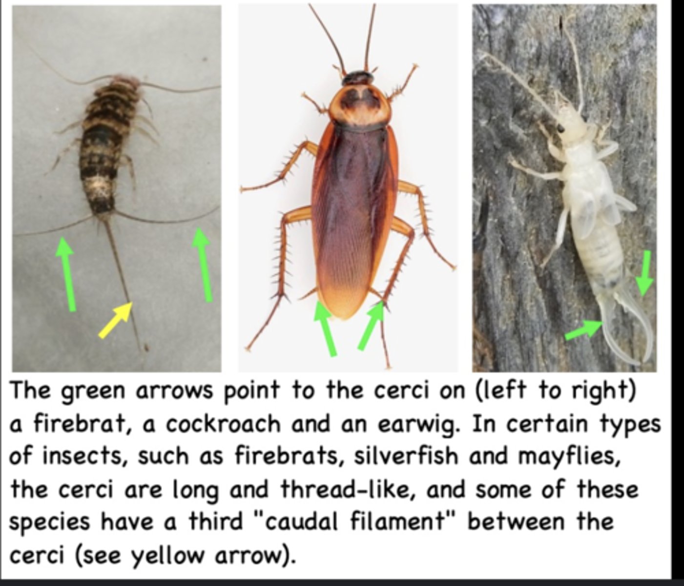 <p>Paired sensory appendages at abdomen tip that detect air currents or serve as pincers.</p>