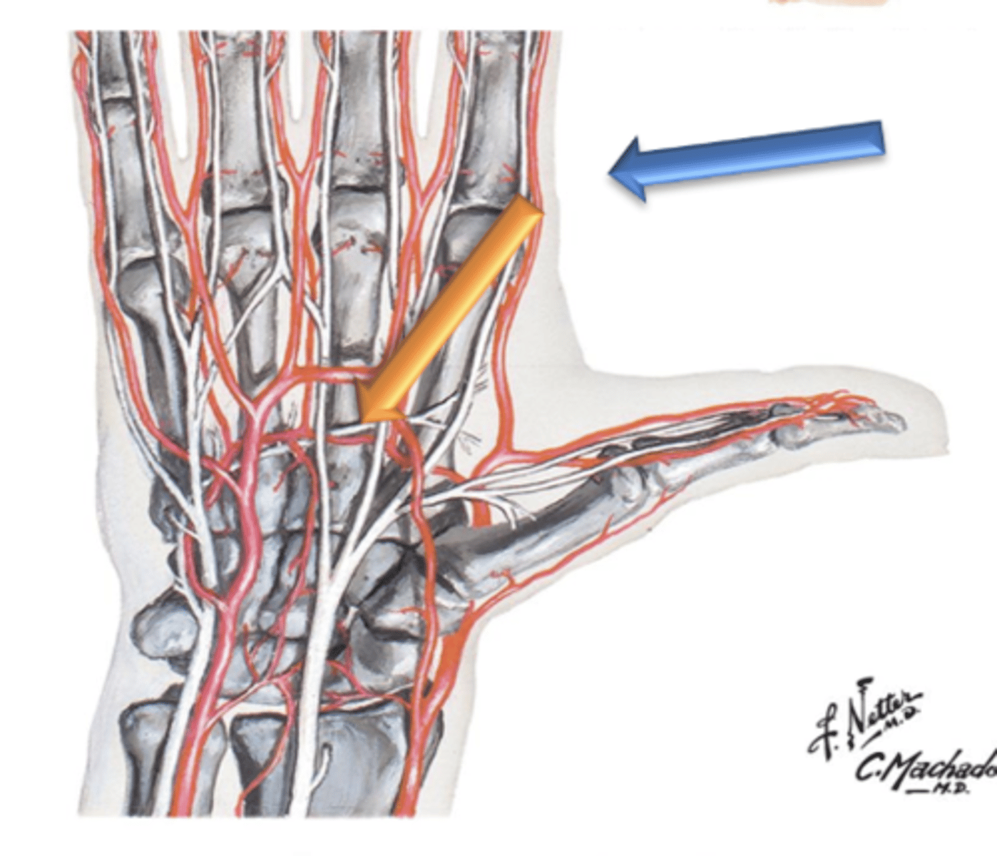 <p>The radial artery terminates in the palm of the hand by forming what?</p>