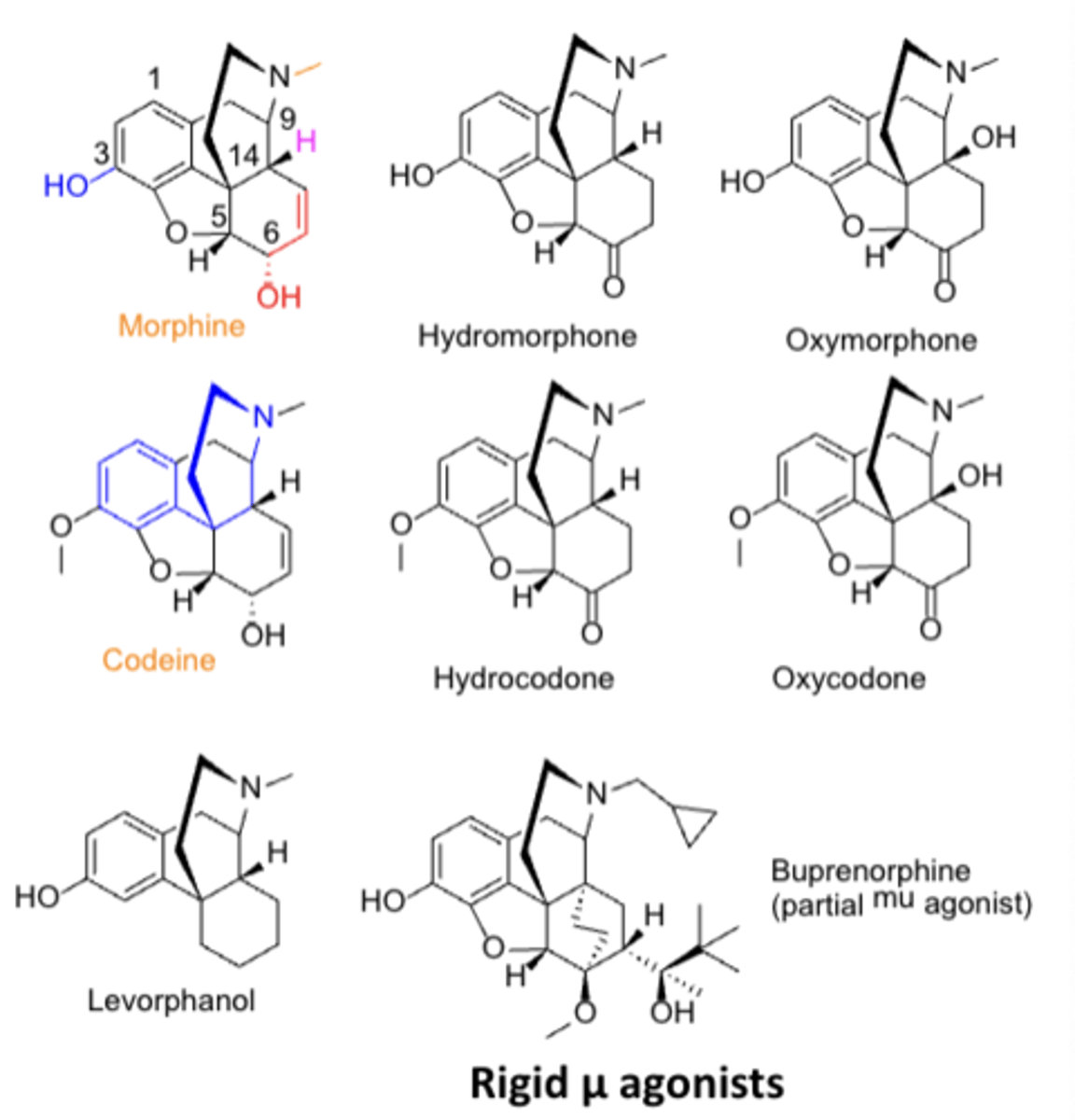 <p>Basic (3°) nitrogen required for opioid receptor binding</p>