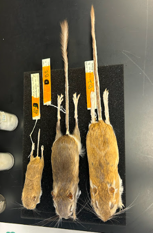 <p>Heteromyidae</p>