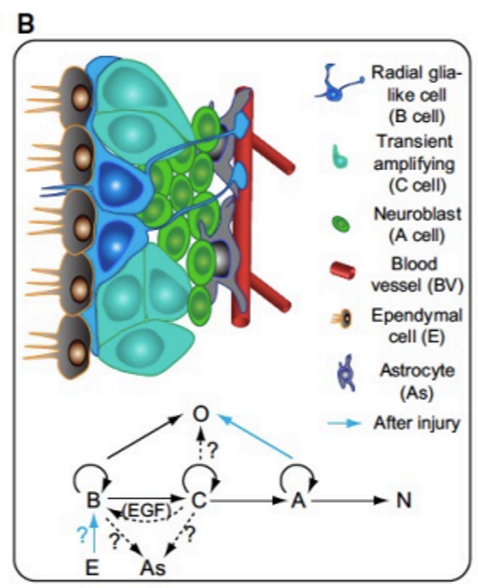 <ul><li><p>radial glial cells (RGL cells) can change their morphology and become oligodendrocytes (O cells) OR transient amplifying cells (C cells) (B → C, RGL→ O)</p></li><li><p>C cells can become neuroblasts (NB cells) which undergo neural fate forming immature neurons (N) (C → NB → N)</p></li><li><p>radial glial cells (B cells) and transient amplifying cells (C cells) can also become Astrocytes (As) (RGL → As, C → As)</p></li></ul><p>In the presence of injury:</p><ul><li><p>Neuroblasts (A cells) can become oligodendrocytes (O cells) (NB → O)</p></li></ul><p>RGL, C &amp; A cells can also regenerate</p><ul><li><p>in the presence of EGF, transient amplifying cells (C cells) can also revert back to radial glial cells (RGL cells) </p></li></ul><p></p><p>So:</p><ul><li><p>RGL cells = radial glia-like cells</p></li><li><p>C cells = transient amplifying cells</p></li><li><p>NB cells = neuroblasts</p></li><li><p>N = immature neuron</p></li><li><p>O = oligodendrocytes</p></li><li><p>As = astrocytes</p></li></ul><p></p>