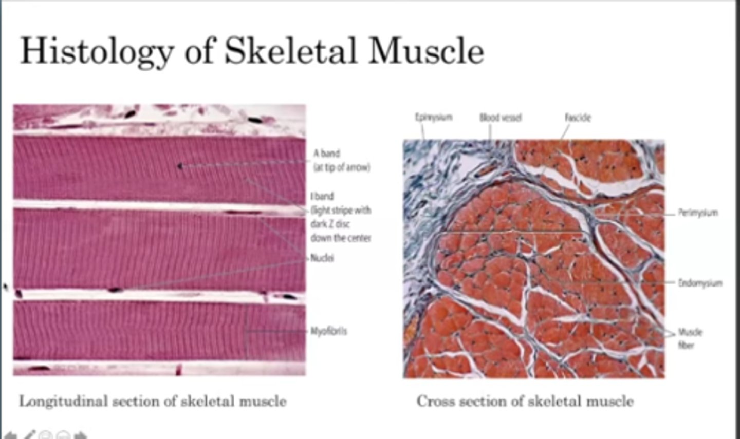 <p>see that the skeletal muscle is multinucleated and has peripherally located nuclei !</p>