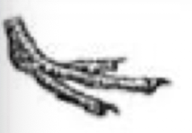 <p>Anatomy of foot dependent on lifestyle. What type of bird’s foot is shown in the picture below? What are its functions? In which types of birds is it typically seen?</p>