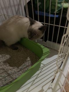 <p>Binky</p>