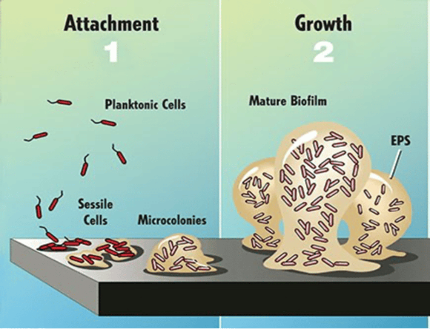 <p>planktonic cells that have attached to a surface</p>