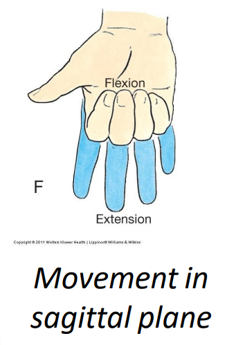 <p>flexor digitorium superficialis m. (flexion)</p>