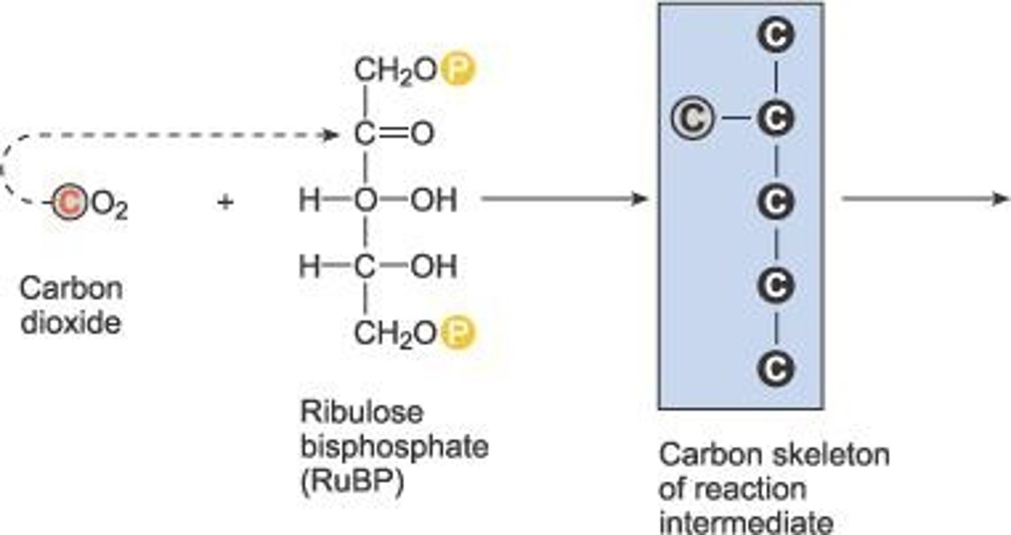 <p>Five-carbon sugar combining with CO2 in Calvin cycle.</p>