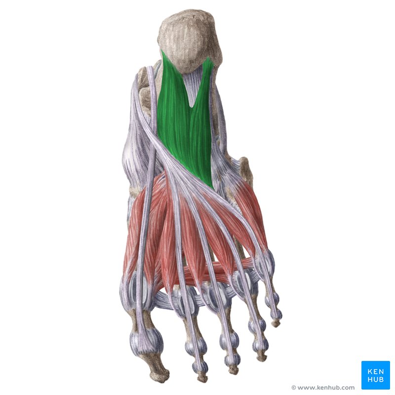 <p>Tendons of the flexor digitorum longus m.</p>