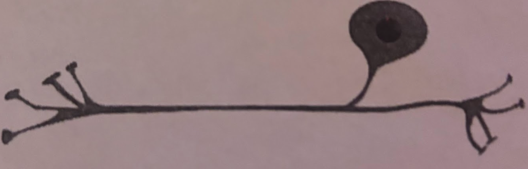 <p>Neuron Form-Pseudounipolar microscopy</p>