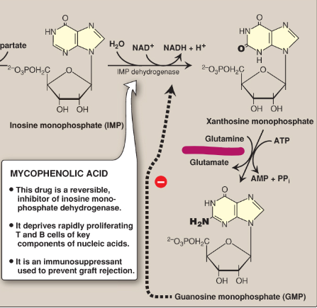 <p>Name this section of GMP synthesis.</p>
