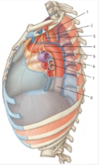 <p>Số 3: ĐM dưới đòn trái (Left subclavian artery)</p><p>Số 4: TK lang thang trái (left vagus nerve)</p><p>Số 5: TK quặt ngược thanh quản trái (Left recurrent laryngeal nerve)</p><p>Số 6: thân ĐM phổi (Pulmonary artery)</p><p>Số 7: Khí quản (trachea)</p><p>Số 8: ĐM chủ ngực (Thoracic aorta)</p>