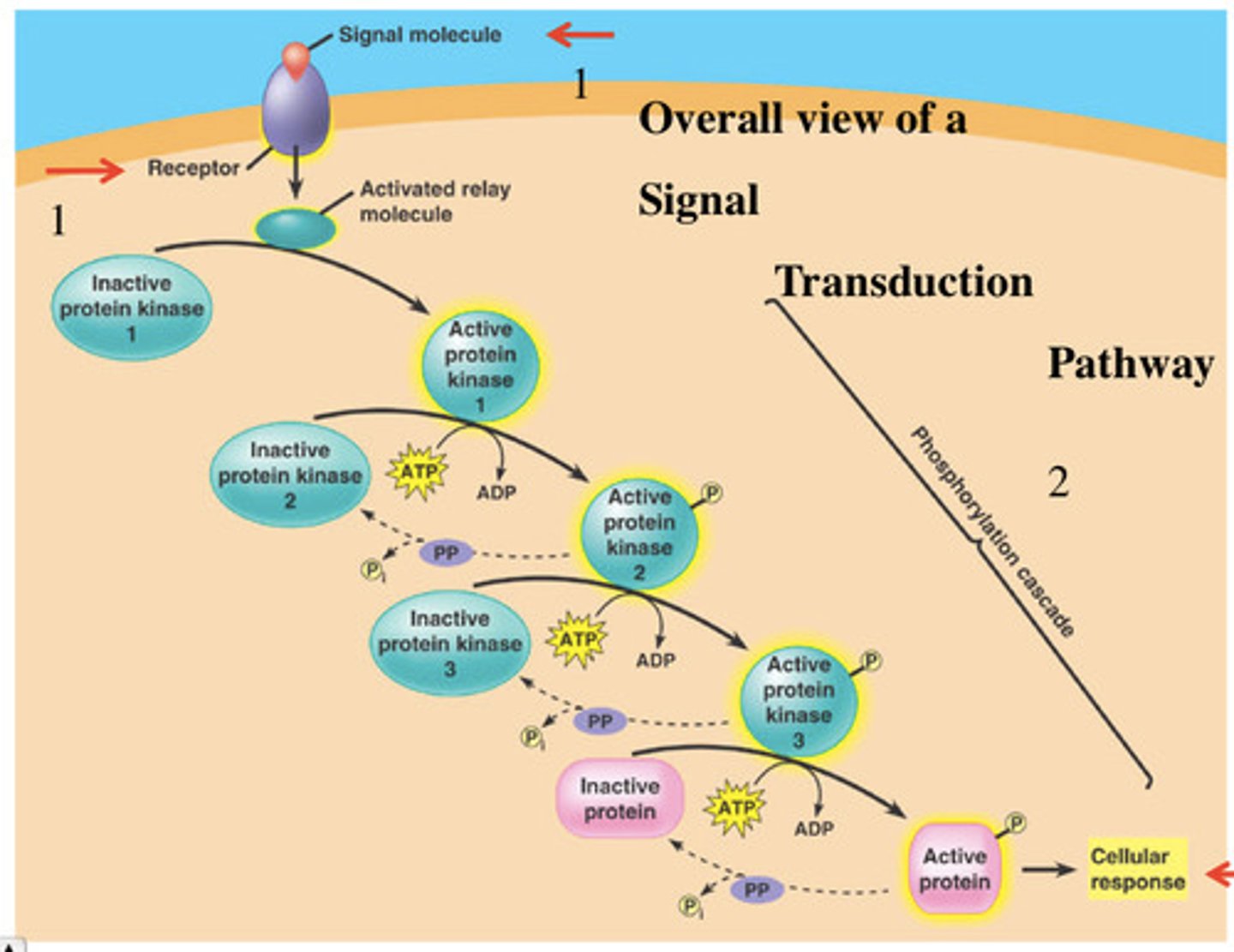 <p>a reaction that enhances and amplifies a signal</p>