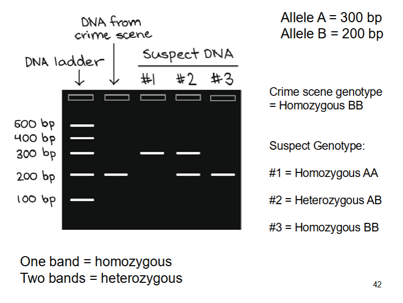 <ul><li><p><span><span>Copy repeat region (using PCR)</span></span></p></li><li><p><span><span>Length of each fragment depends on number of repeats - revealing the underlying genetic variation</span></span></p></li><li><p><span><span>Separate the fragments using electrophoresis and measure the lengths</span></span></p></li><li><p><span><span>Identify the alleles a person carries and their genotype</span></span></p></li><li><p></p></li></ul><p></p>