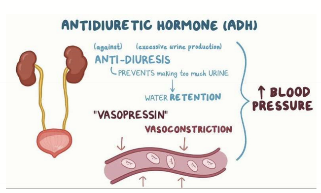 <p>Decreases osmolarity by increasing water reabsorption in kidneys </p>