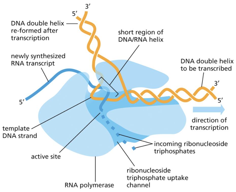 <ul><li><p>Elongation is the third step of transcription</p></li><li><p>It is a continuation of initiation. The new RNA polymer gets longer and longer, adding each new part through condensation reactions</p></li><li><p>Uses the same base pair bonding as DNA, but with U instead of T</p></li></ul><p></p>
