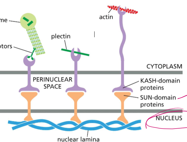 <p>Lamina bind to SUN-domain intermembrane proteins, who are bound to KASH-domain intermembrane proteins in the perinuclear space.</p>