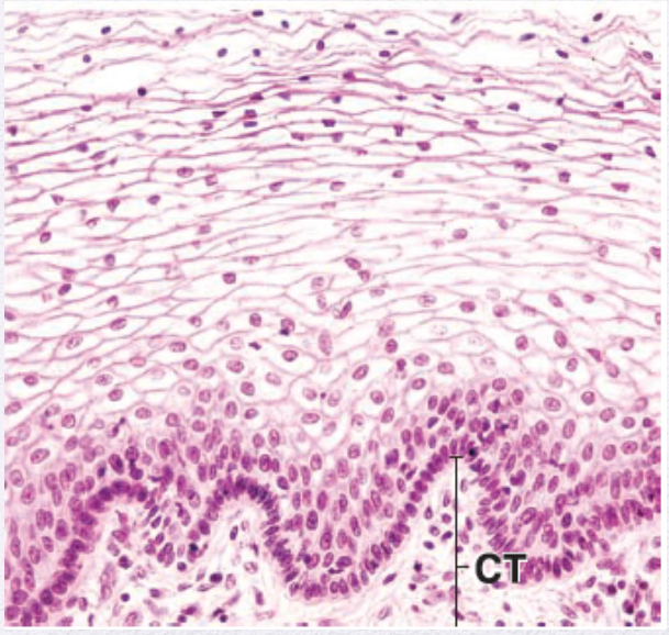 <p>Identify the Epithelium</p>