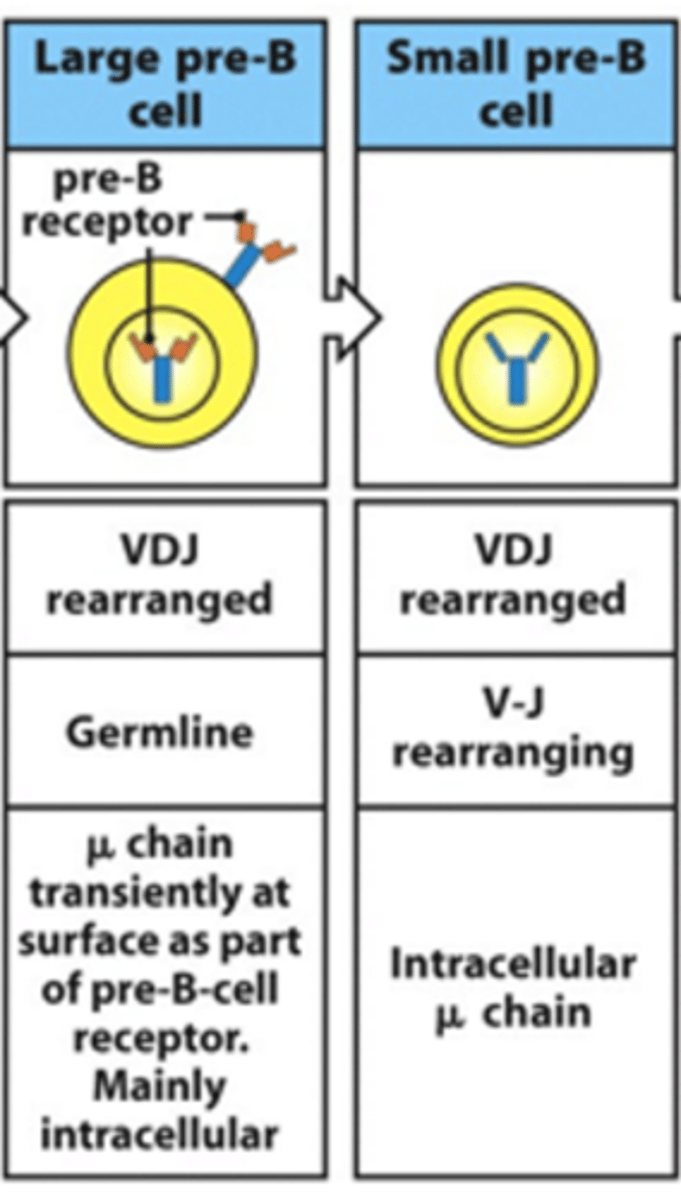<p>- In large pre-B cell:</p><p>--&gt; Heavy chain genes are fully rearranged</p><p>--&gt; See movement of heavy chain towards surface</p><p>--&gt; Surrogate light chain is expressed on surface with heavy chain --&gt; allows expression of pre-B receptor on surface as heavy chain wants to be expressed immediately after being rearranged</p><p>--&gt; Surrogate light chain signals to start light chain rearrangement as the heavy chain is confirmed to be functional</p><p>--&gt; No rearrangement of light chain genes in large pre-B cell</p><p>--&gt; Pre B receptor and surrogate light chain are expressed on the surface (mainly intracellular surrogate light chain)</p><p>- In small pre-B cell:</p><p>--&gt; Heavy chain genes are fully rearranged</p><p>--&gt; V and J start rearranging in light chain</p><p>--&gt; Surrogate light chain is intracellular</p>