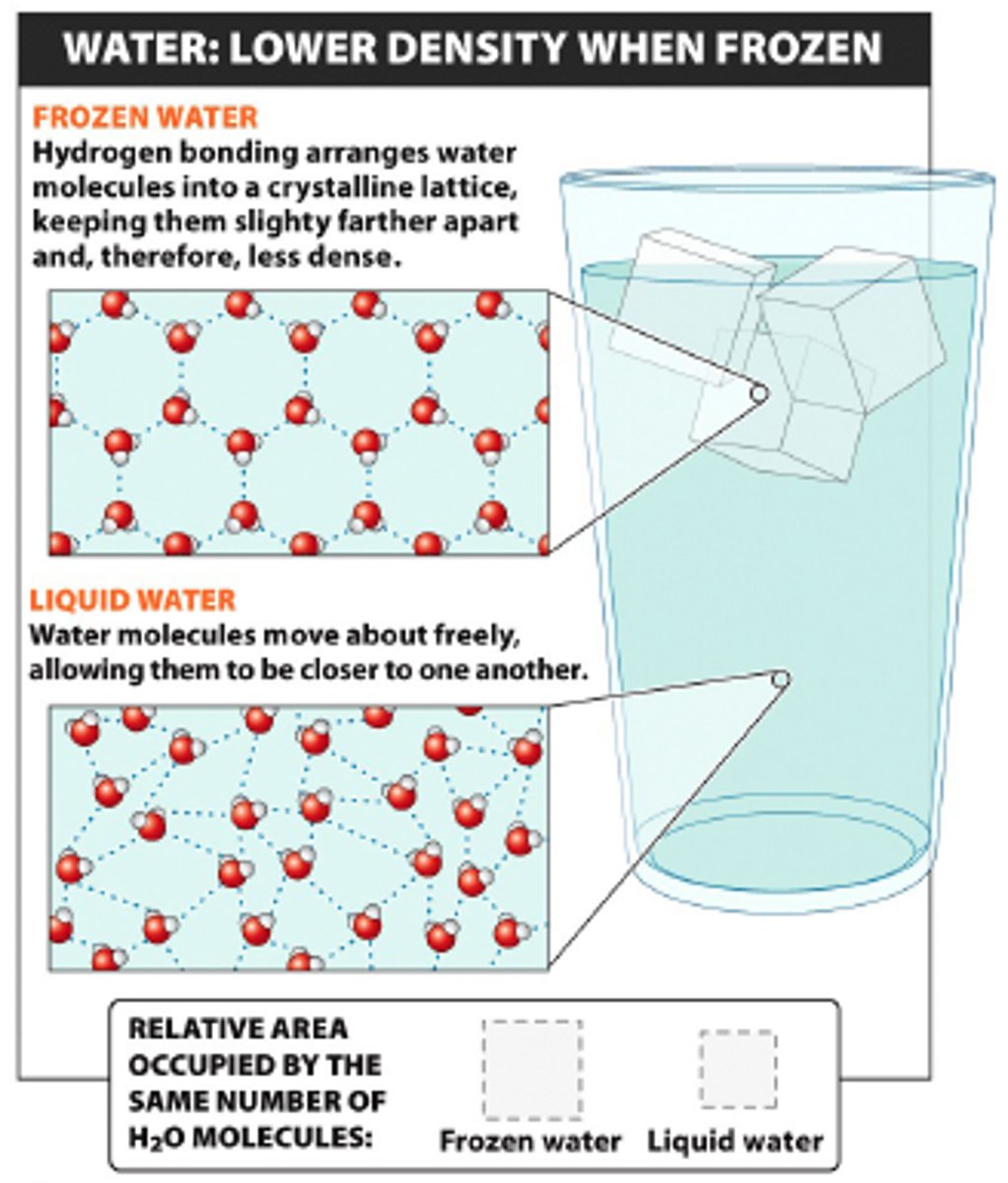 <p>this makes ice ____ dense than water</p>