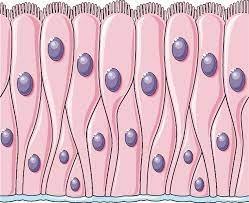 <p>pseudostratified columnar location</p>