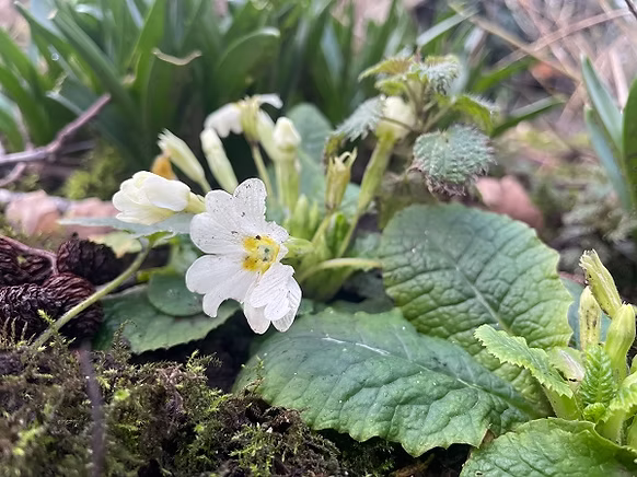 <p>Primrose - <em>Primula vulgaris</em></p>