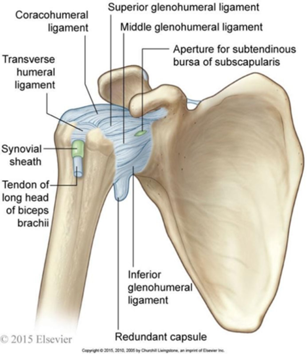 <p>Ball-and-socket joint.</p>