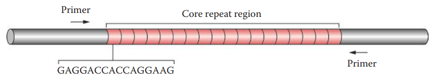 VNTR locus D1S80 (chromosome 1p). Each repeat unit is 16 bp long. PCR primers are indicated to amplify the core repeat region.
