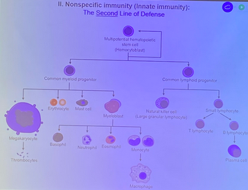 <p>II. Nonspecific immunity (Innate Immunity)</p><p>The Second line of defense</p><p>1.) <strong><span>Phagocytes, inflammation, complement &amp; interferon, cytokines &amp; chemical signals, and antimicrobial proteins&nbsp;</span></strong></p>