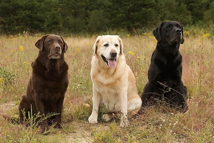 <ul><li><p>Sporting category </p></li><li><p>#1 AKC breed for 31 years (until 2022)</p></li><li><p>Acceptable colors: yellow, black, chocolate </p><ul><li><p>“silver” color is disqualified </p></li></ul></li></ul><p></p>